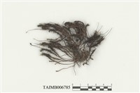 藏品(刺邊小金髮苔)的圖片